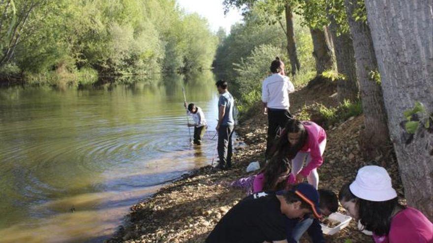 Un grupo de alumnos recoge macroinvertebrados en el río Órbigo.