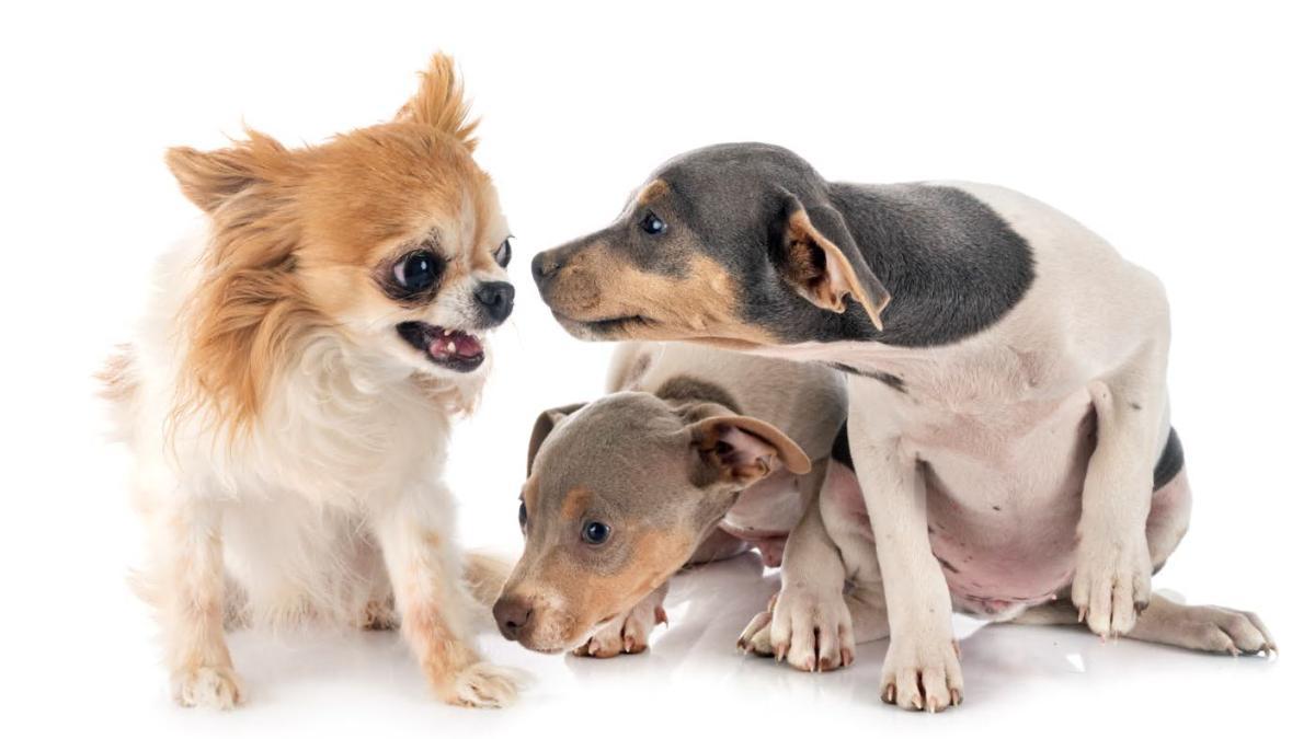 Trucos perros: ¿Los perros pequeños son más propensos a comportamientos agresivos?