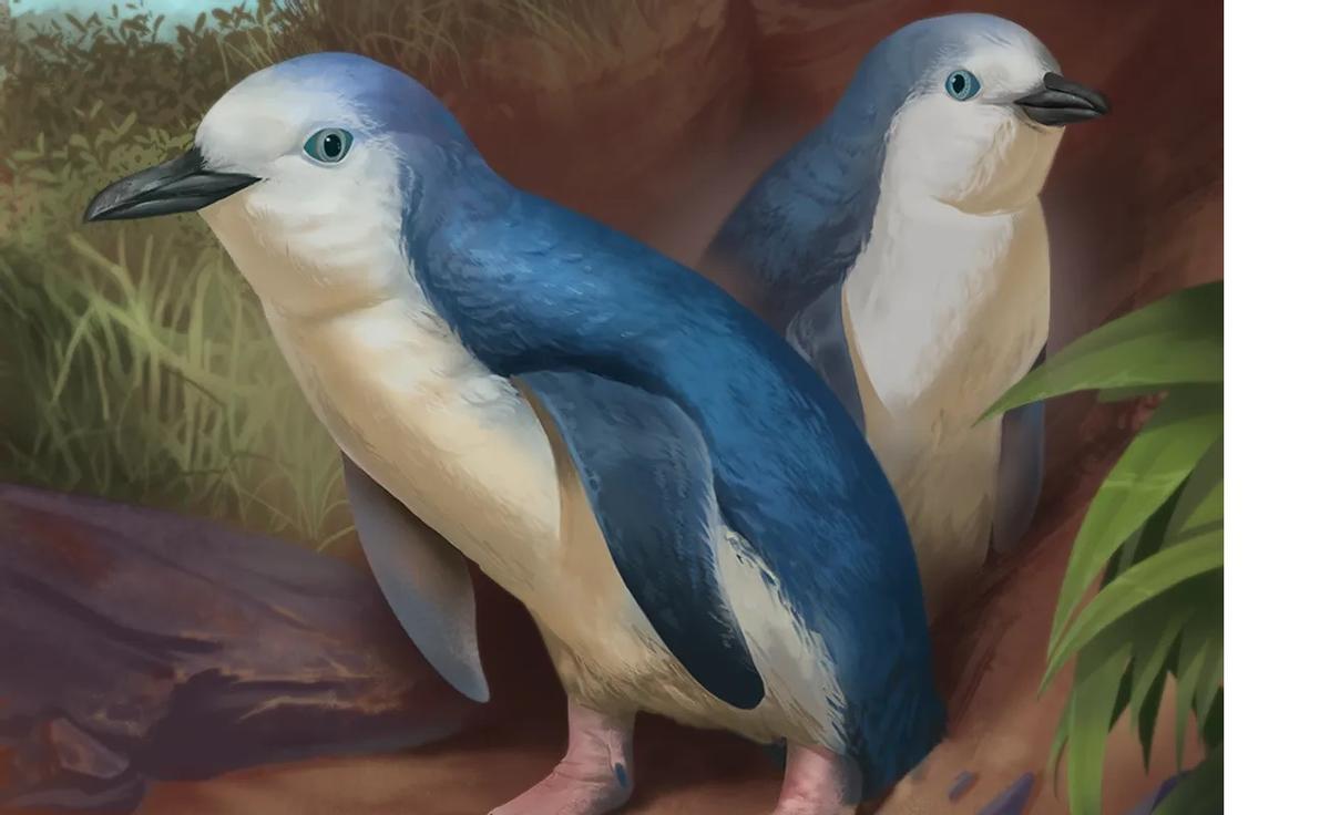 Recreación del pingüino hallado en estado fósil