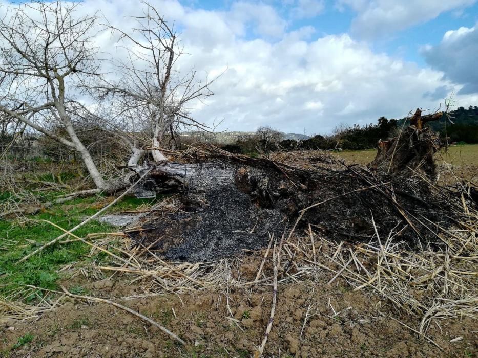 Terra Ferida denuncia el destrozo de bosques de ribera por parte de la conselleria de Medio Ambiente