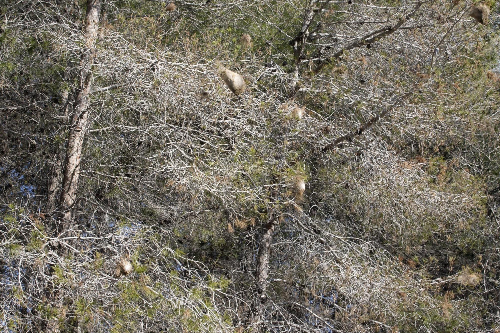 La procesionaria, una plaga que se expande en las zonas naturales