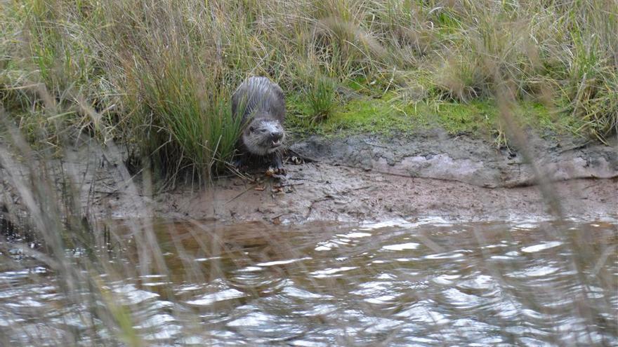 Nutria comiendo en la ría maliayesa.