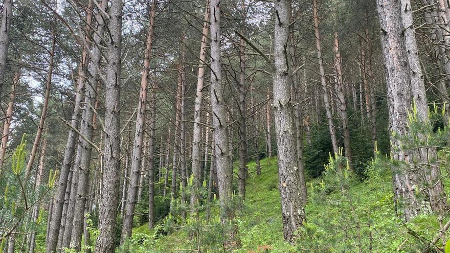 Acció Climàtica adjudica per subhasta 18.171 tones de fusta dels boscos públics de Catalunya