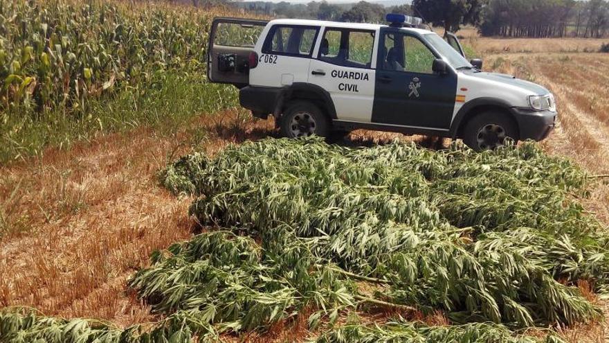 Les plantes ja estaven a punt per recol·lectar i eren molt altes