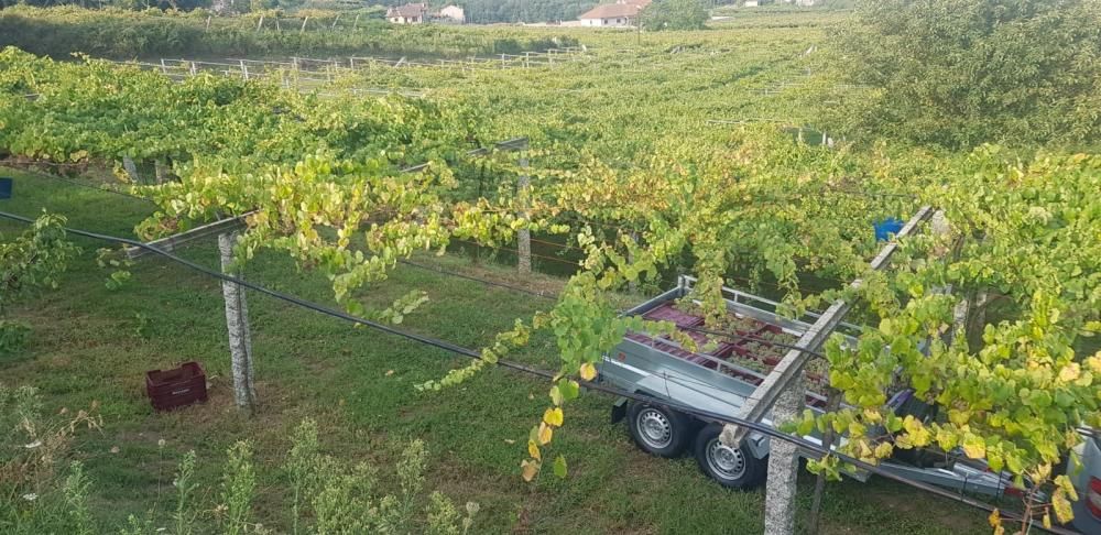 Rías Baixas vendimia el primer millón de kilos de uva “sana y de calidad”
