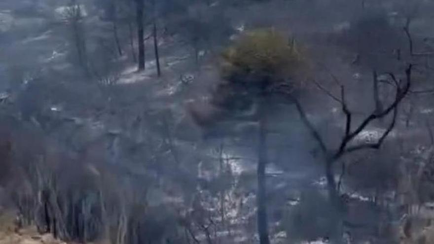 Vídeo | Así ha quedado la sierra de Algairén tras el incendio.