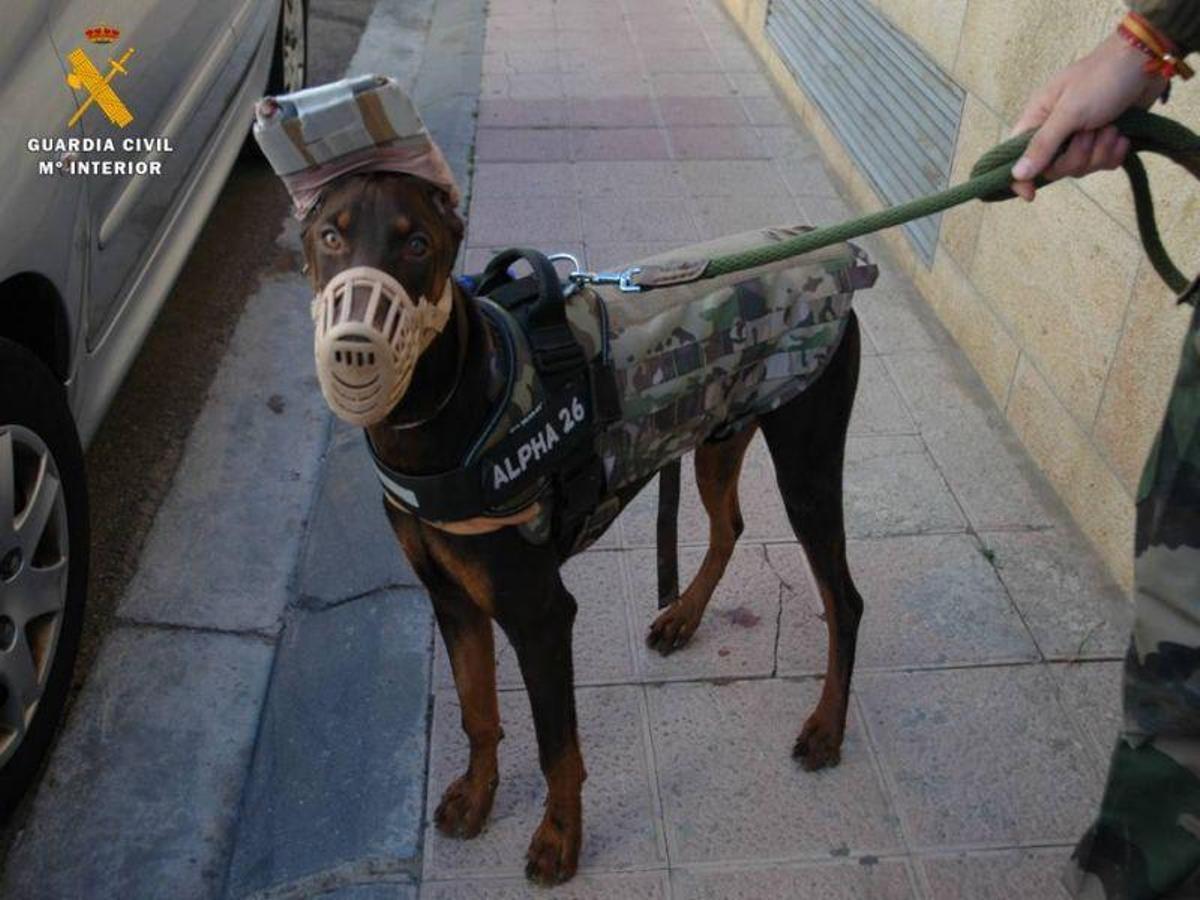 Dos investigados por mutilar el rabo y las orejas a un perro en Pinseque