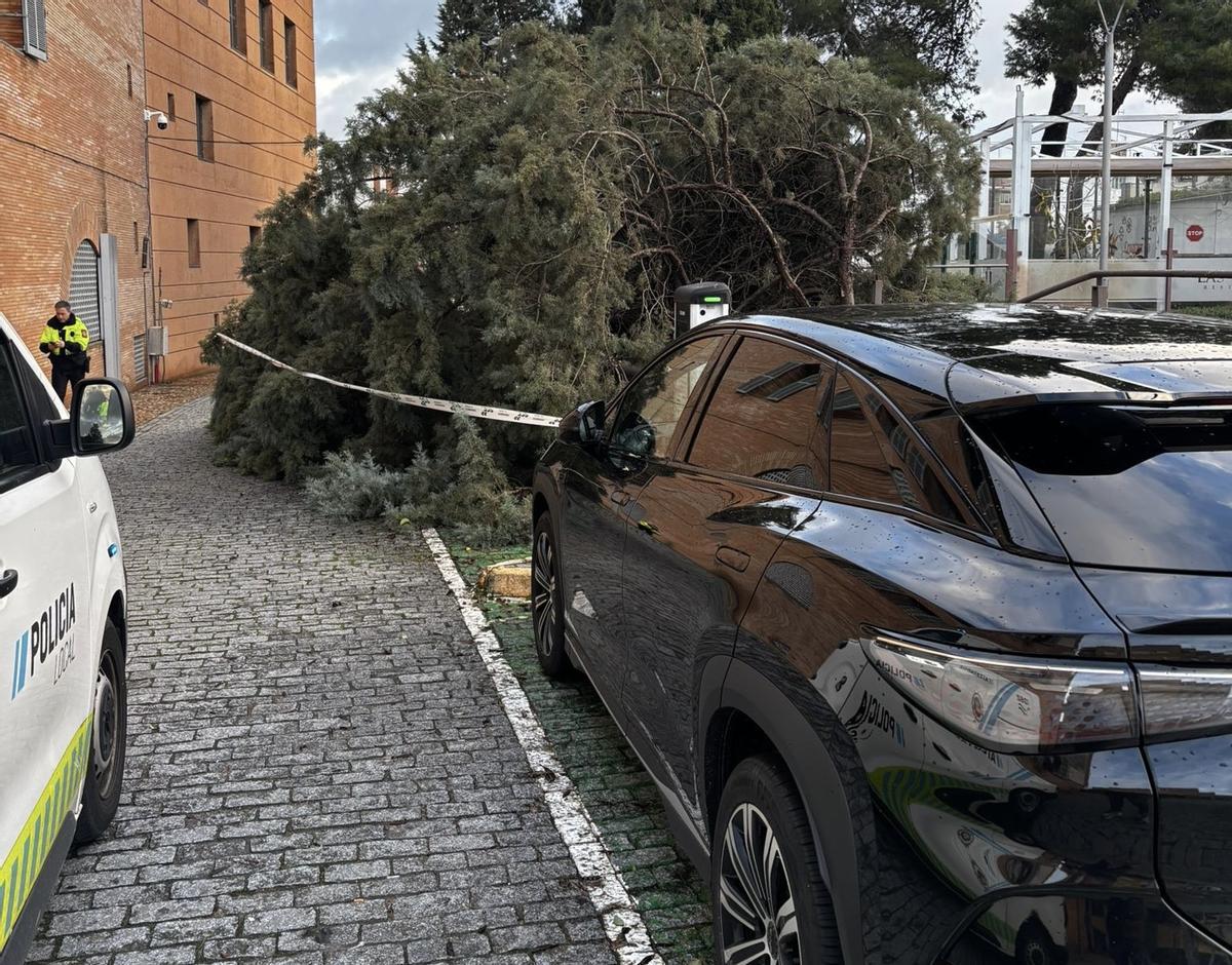 Daños causados por el vendaval.