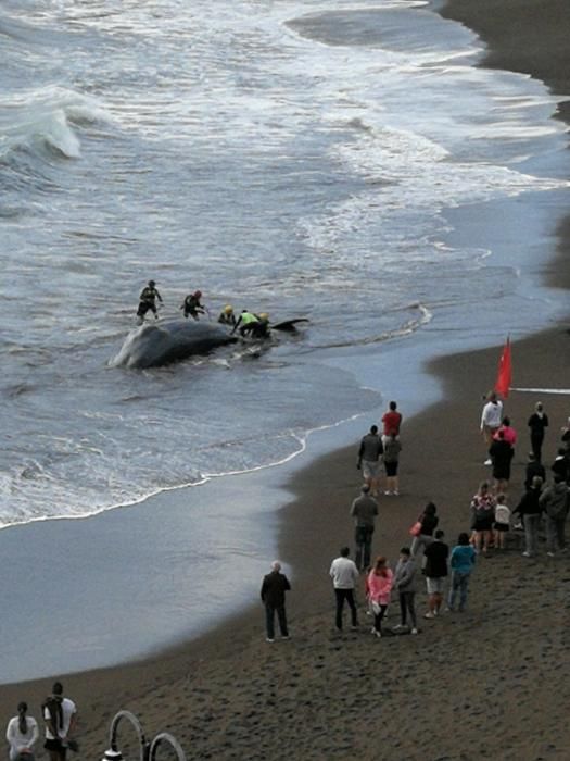 Un cachalote aparece muerto en la playa de Melenara