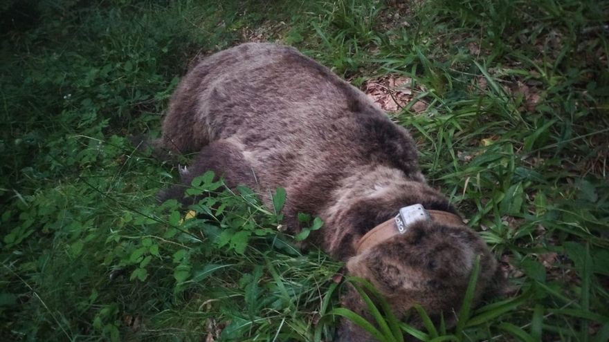 La aparición de otros dos osos muertos en Asturias enciende todas las alarmas: uno de ellos se cree que por furtivismo