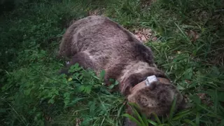 La aparición de otros dos osos muertos en Asturias enciende todas las alarmas: uno de ellos se cree que por furtivismo