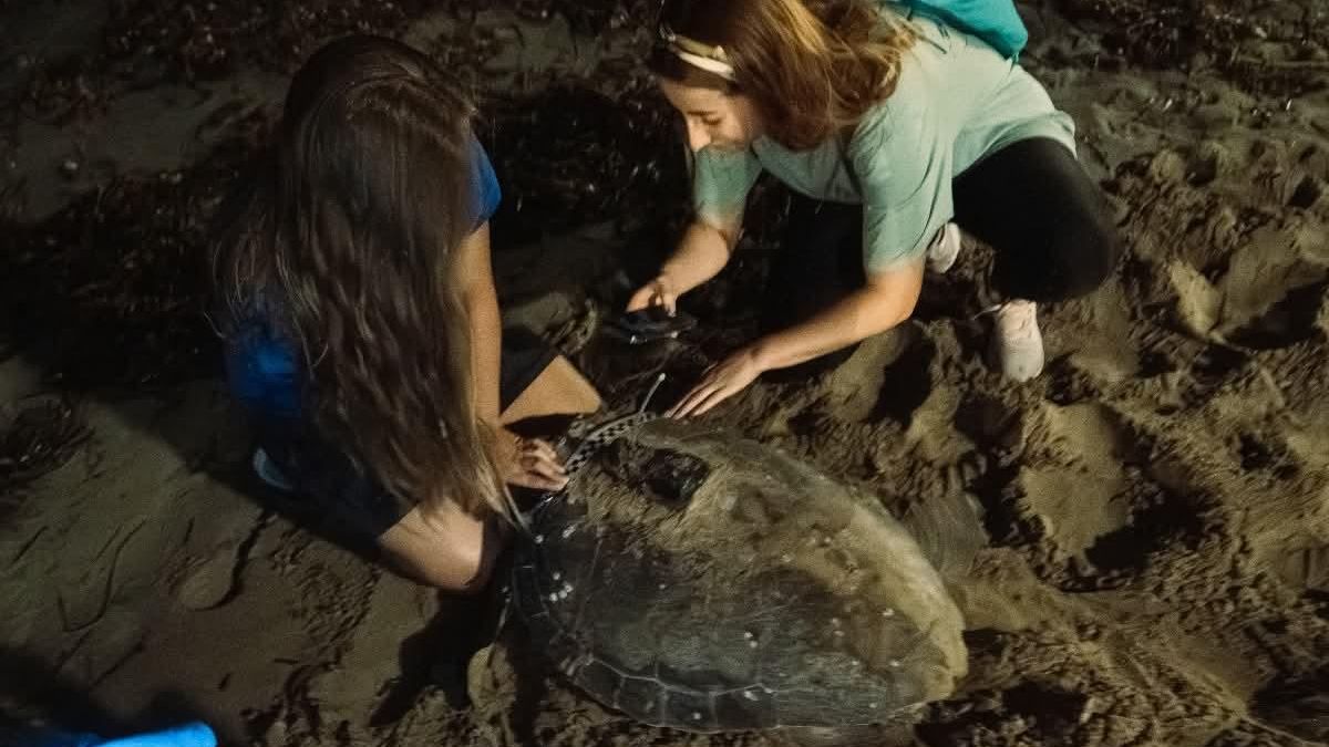 La tortuga Diana ha fresat per tercera vegada este estiu a Dénia