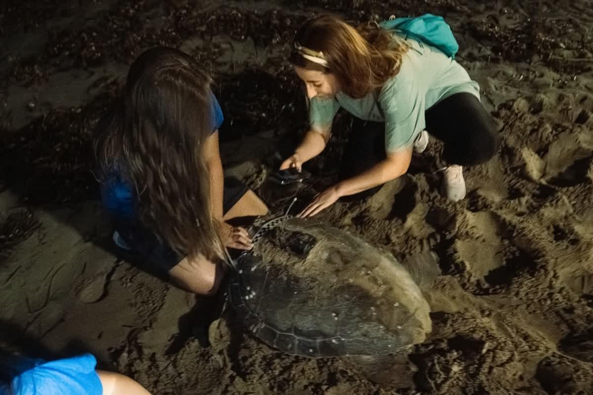 La tortuga Diana ha desovado por tercera vez este verano en Dénia