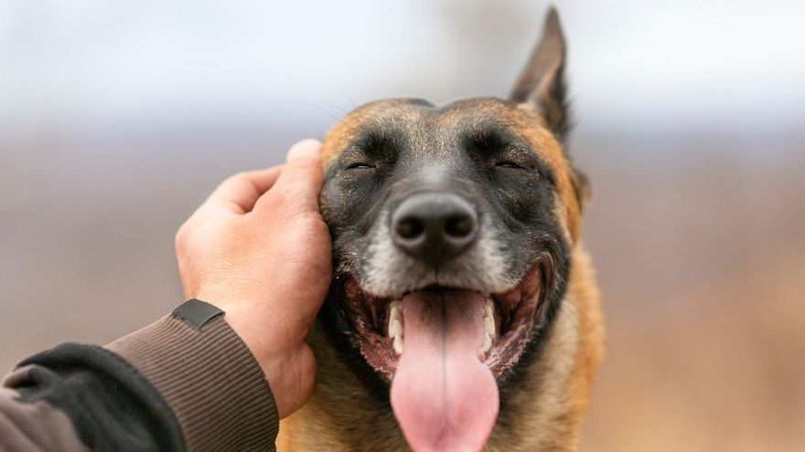 Esto es lo que le puede pasar a tu mascota ante un golpe de calor