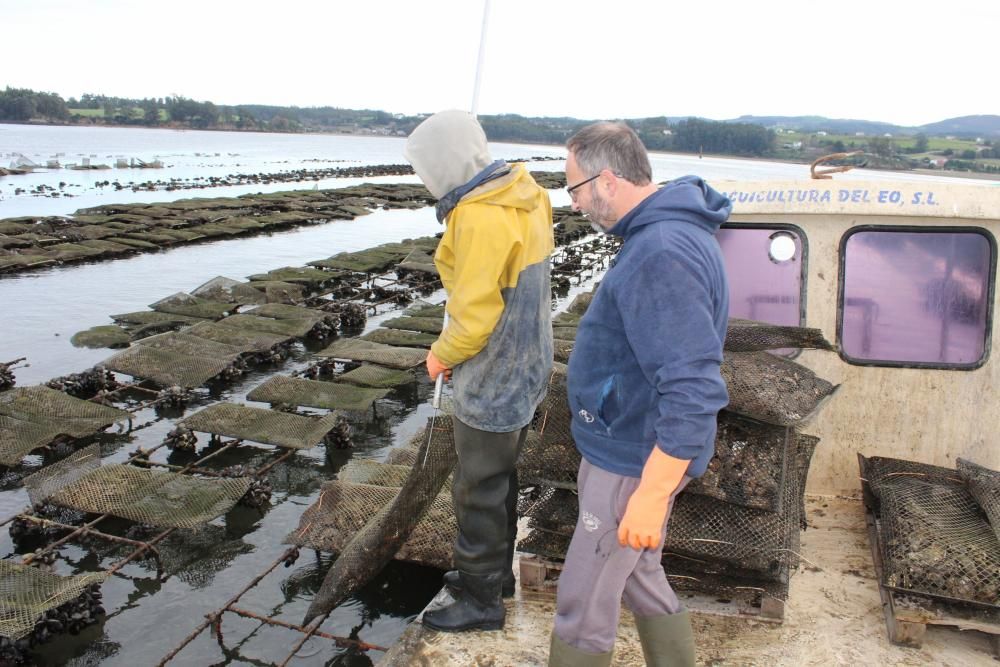 Ostras en la ría del Eo