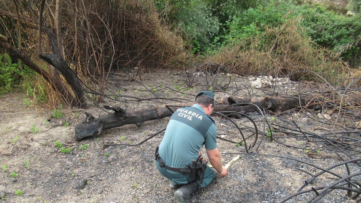 Un agente de la Guardia Civil investiga en el lugar donde se produjo el incendio forestal en Baena.