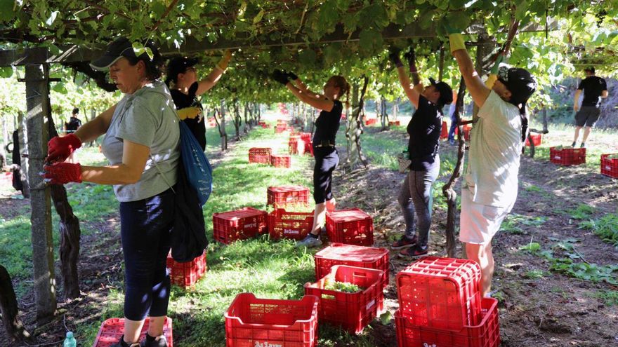 Recogida de las uvas en bodegas de la Denominación de Orixe Rías Baixas, en plena actividad estos días.
