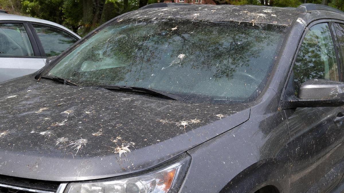 Un coche lleno de insectos estrellados y excrementos de pájaro.