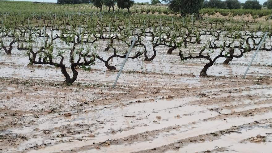La Unió estima que el pedrisco dañó 1.000 hectáreas de cultivos en Requena y Utiel