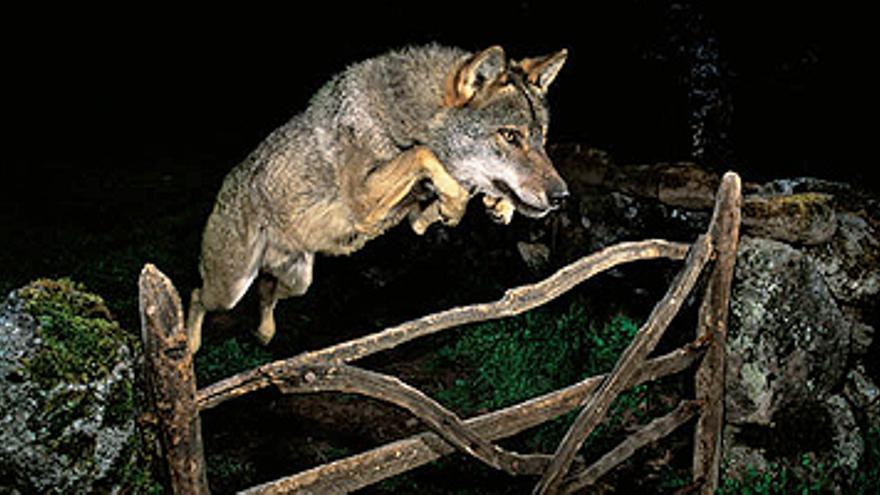 Un lobo ibérico en pleno salto, mejor foto naturalista del año