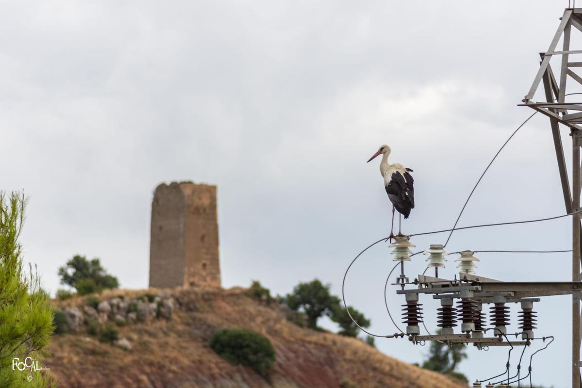 Cigueña blanca posada en un cable cerca de la Torre de Montroi.