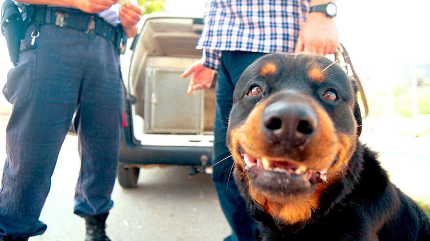 Se disparan en Andalucía las multas a los dueños de perros: estos son los tipos de sanciones y cuantías