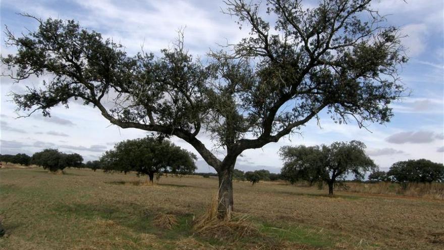 La seca: la epidemia silenciosa de la dehesa extremeña