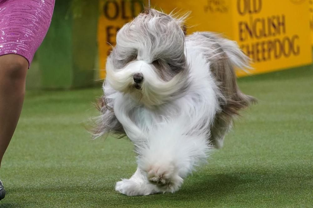 El Westminster Kennel Club, un dels shows de gossos de raça més importants del món