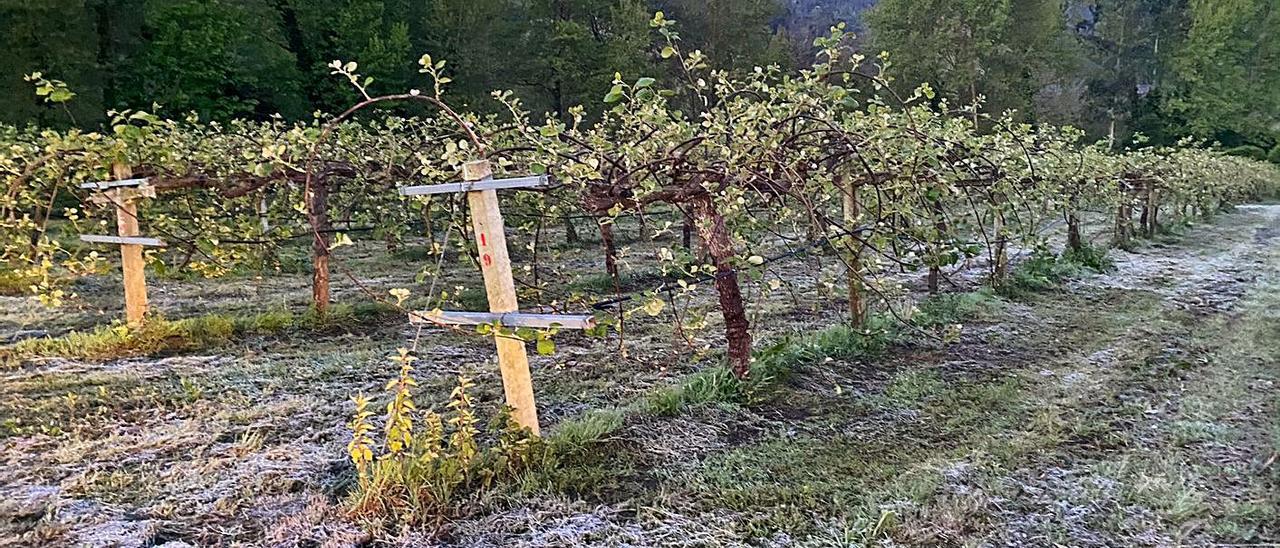 Helada el pasado fin de semana en una finca de kiwis en Pravia.