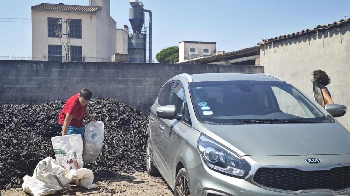 Toni y Montserrat, ayer en la Cooperativa de Porreres tras descargar los sacos de algarroba.