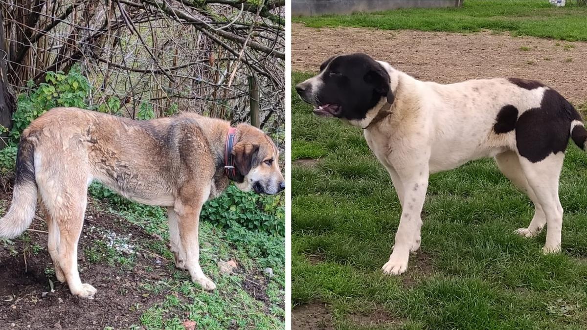 A la izquierda Layka y, a la derecha, una imagen de Brezu.