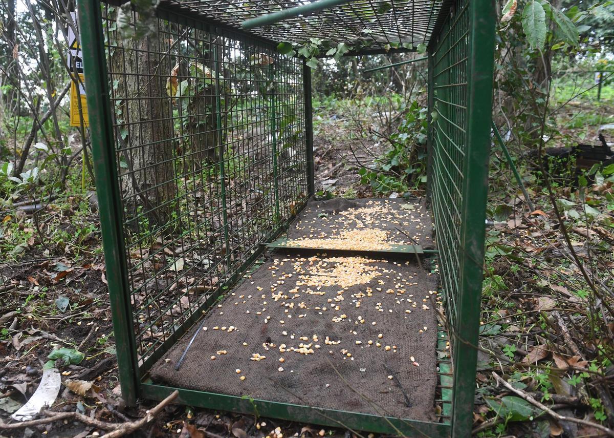 Jaula para jabalí en Galicia.