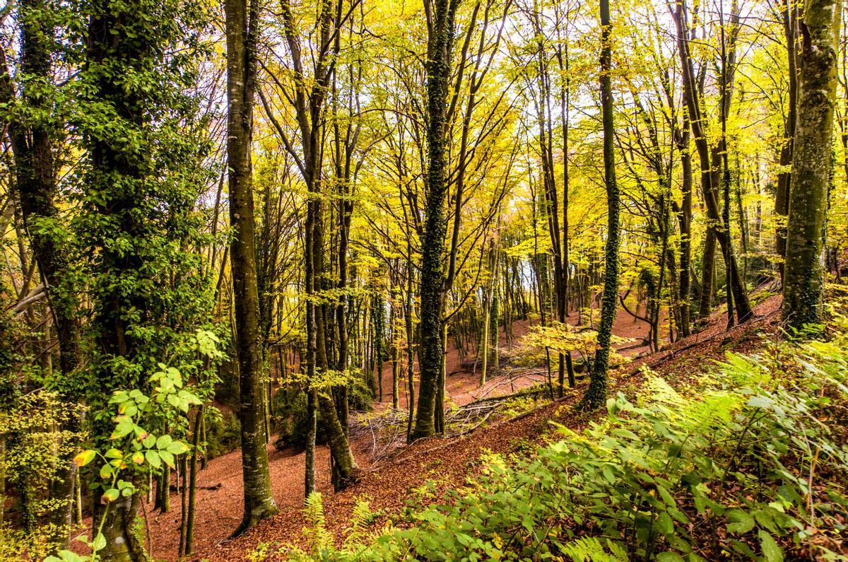El verde puro de la Fageda d'en Jordà