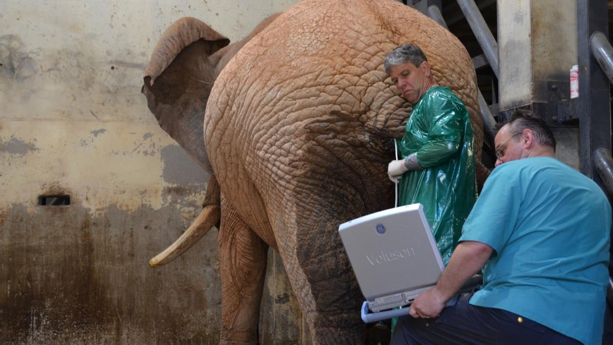 Expertos en elefantes trabajan la prevención durante el congreso celebrado en Bioparc