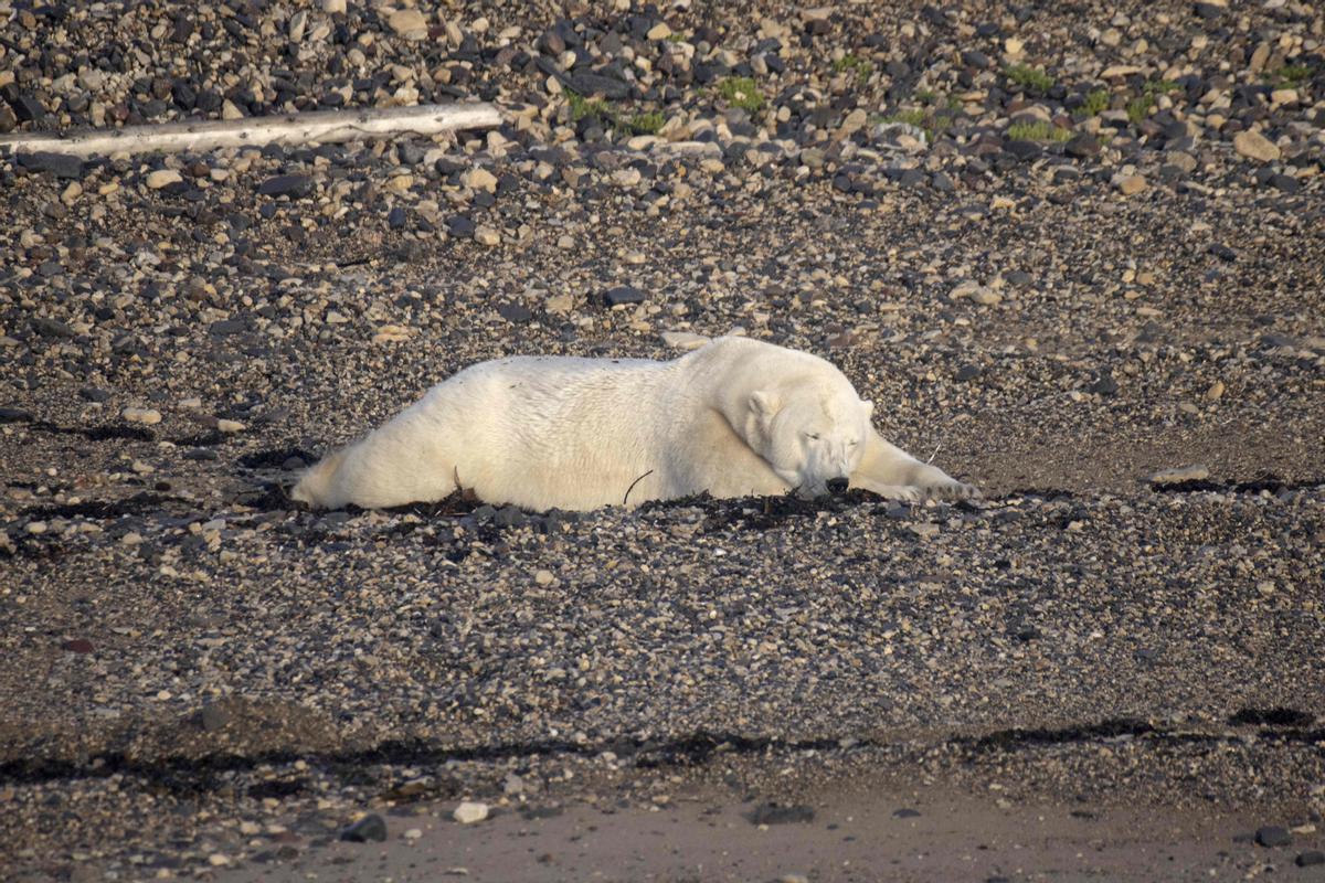 Así viven los osos polares en Hudson Bay, cerca de Churchill (Canadá).