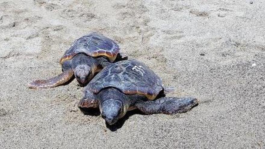 Dos de las tortugas en su regreso al mar, ayer.