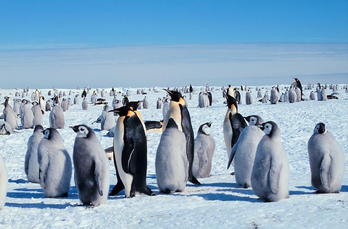 Colonia de pingüino emperador