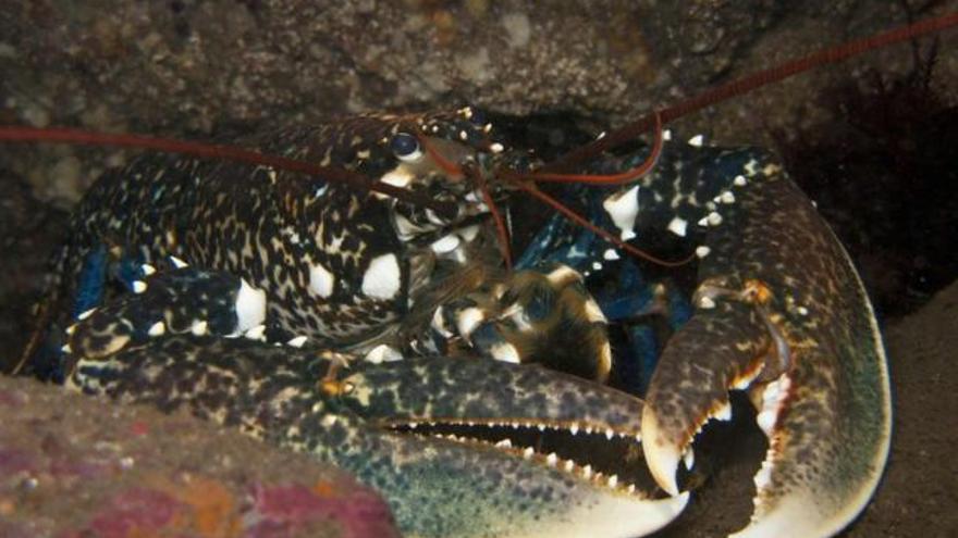 Un bogavante asoma sus pinzas en una hendidura junto a la Erbosa.