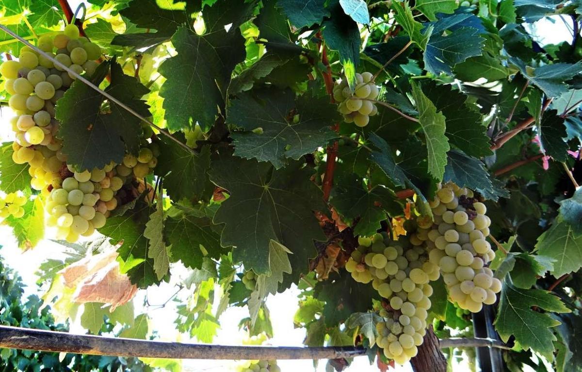 Vi, cava i suro: la cadena d’unió