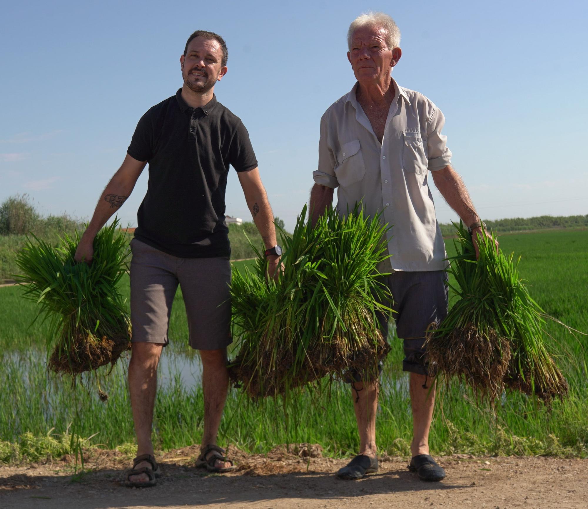 Turismo arrocero: así se puede conocer cómo se planta el arroz de l'Albufera