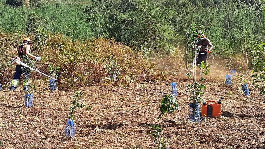 Medio Ambiente plantará 8.000 árboles de laurisilva en ocho fincas de municipios del Norte