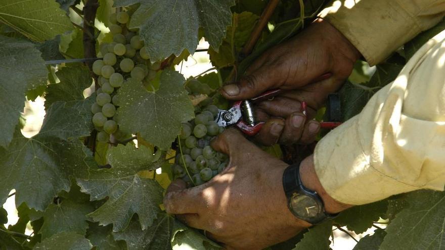 Un hombre recoge uvas durante la vendimia.