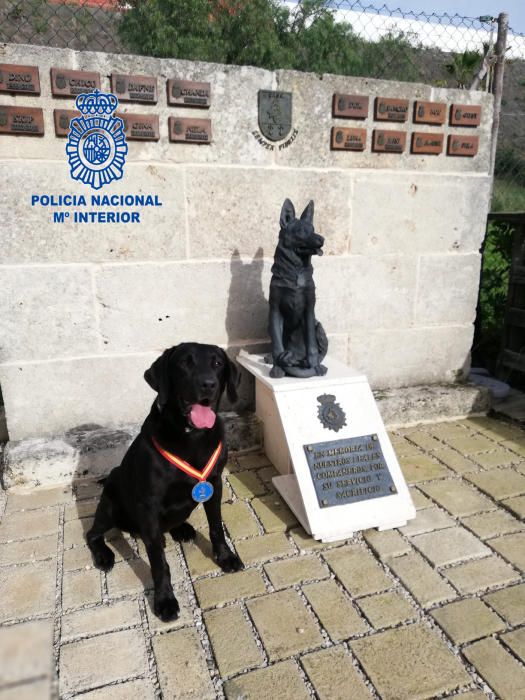 Doky, el perro detector de explosivos de la Policía Nacional