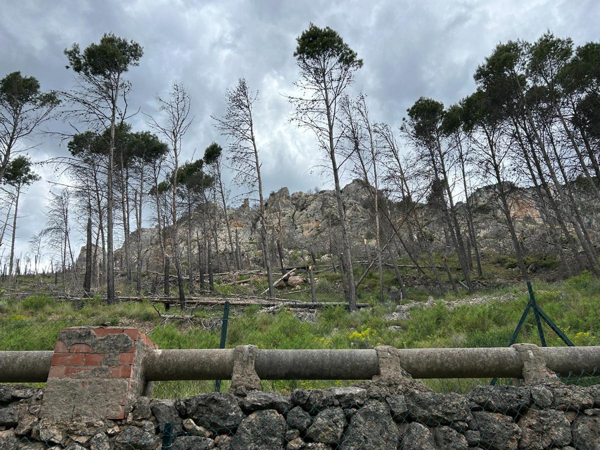 Pinar de Bejís afectado por las llamas de hace cuatro años.