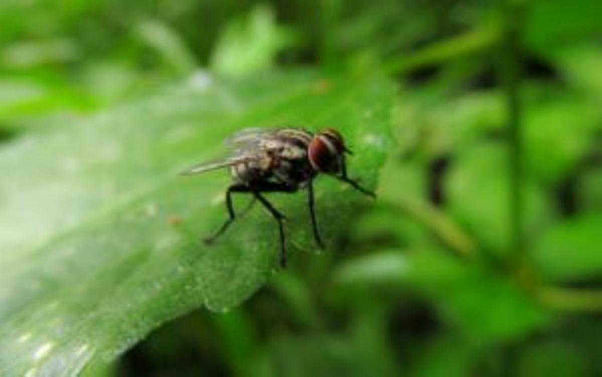 Plaga de mosca negra: Consejos para evitar su mordedura
