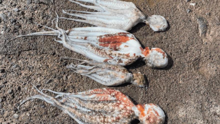La Policía levanta 13 actas a pescadores en Tenerife por falta de licencias o el uso del bichero