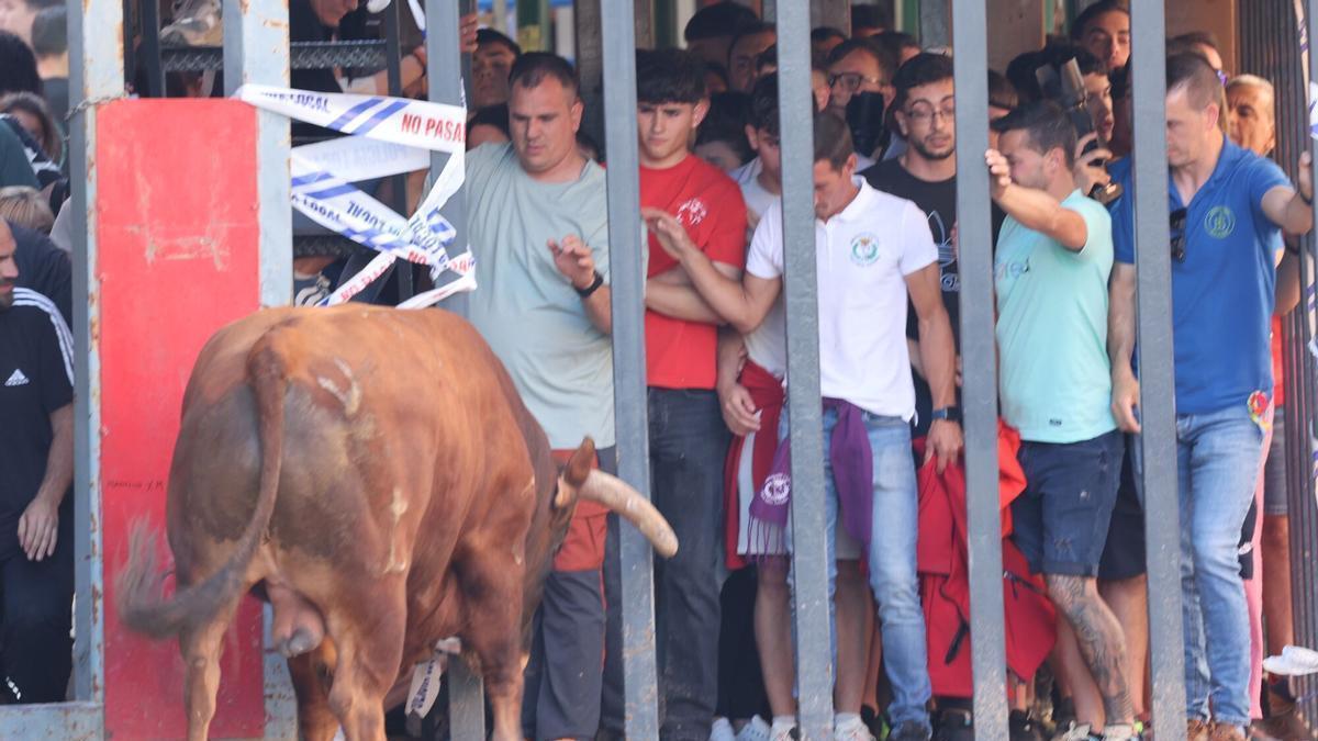 Bous al carrer en Vila-real esta misma semana.