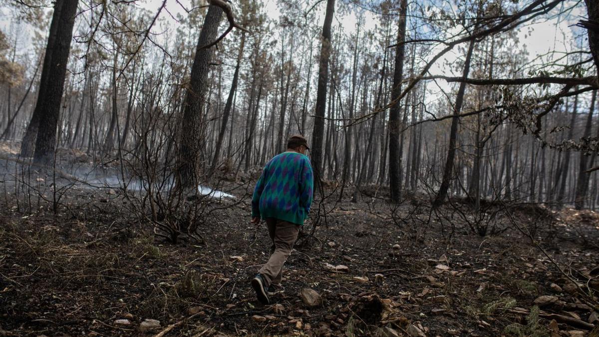 Una persona camina por el bosque calcinado en Boya. | Emilio Fraile