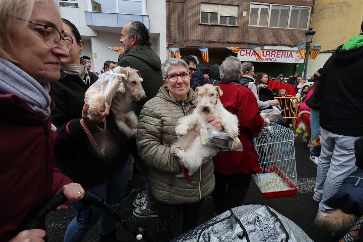 Bendición de animales por Sant Antoni en la calle Sagunt de València