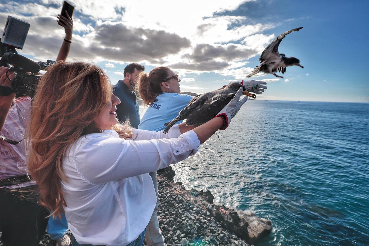 Un momento de la liberación de pardelas este lunes en la playa La Enramada de Adeje con la presencia de la presidenta del Cabildo de Tenerife, Rosa Dávila..